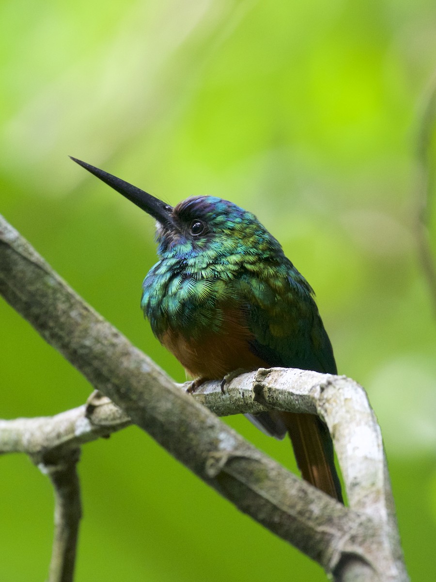 Jacamar à couronne bleue - ML141215701