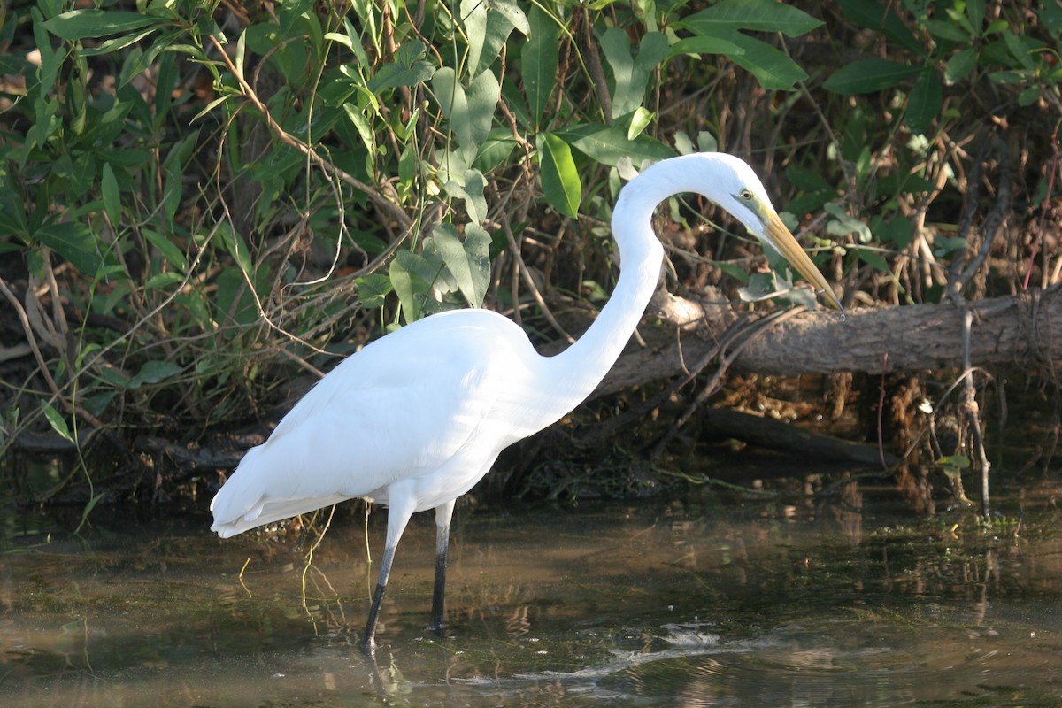 Great Egret - Geoff Dennis