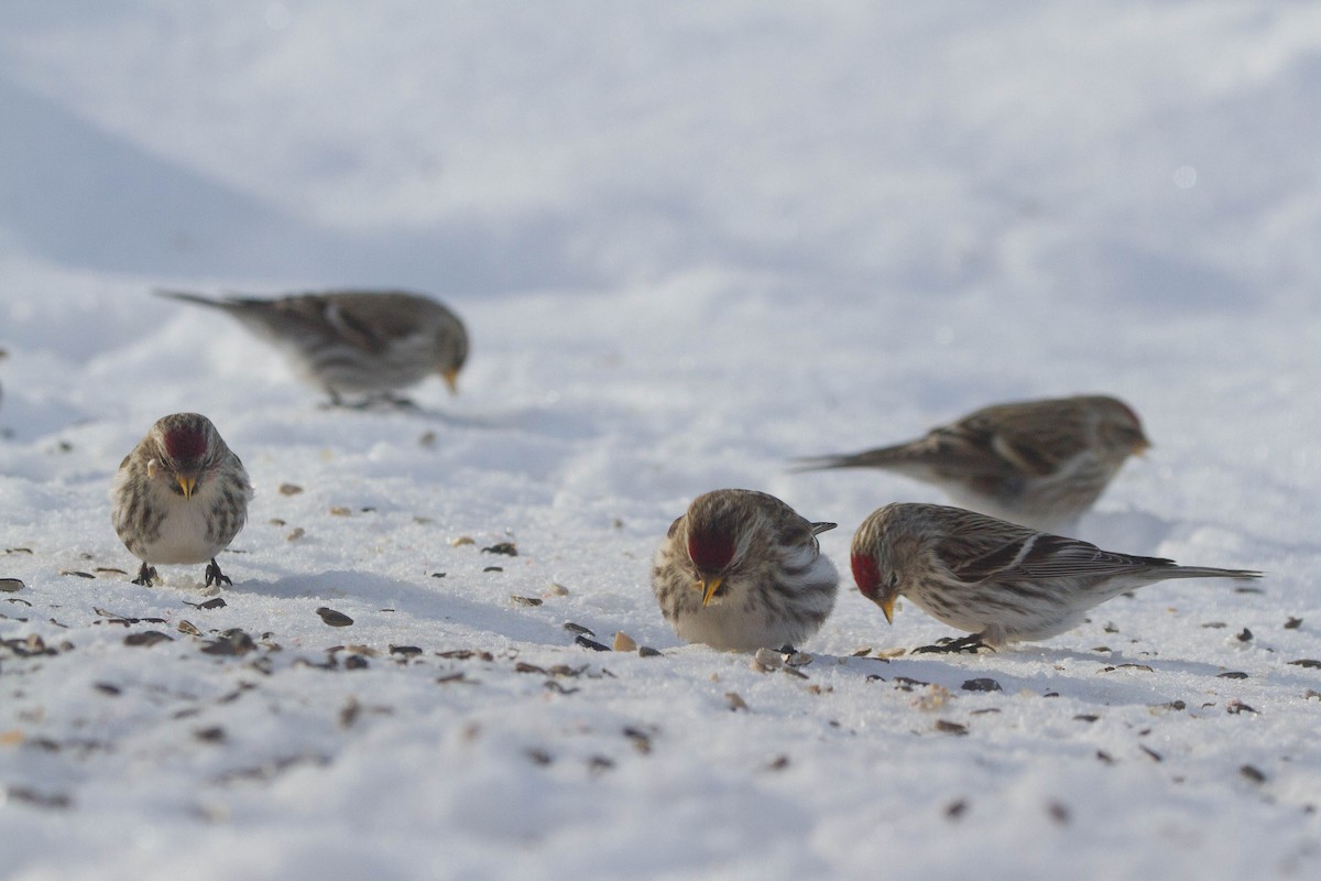 Common Redpoll - ML141217011