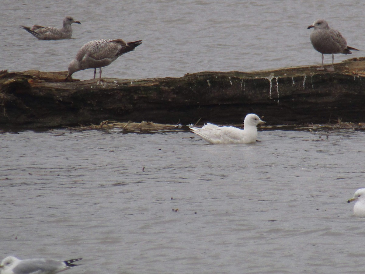 Iceland Gull - ML141217651