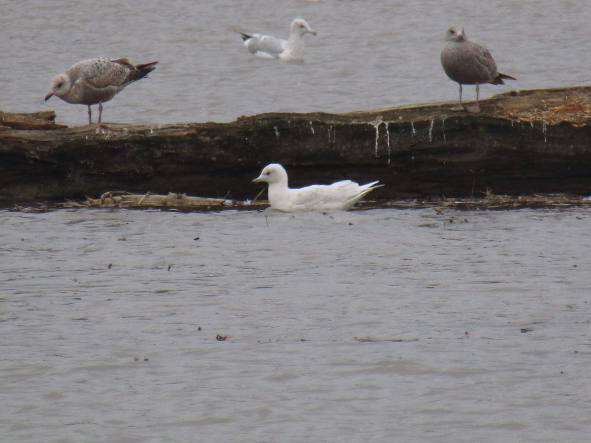 Iceland Gull - Miles Marshall