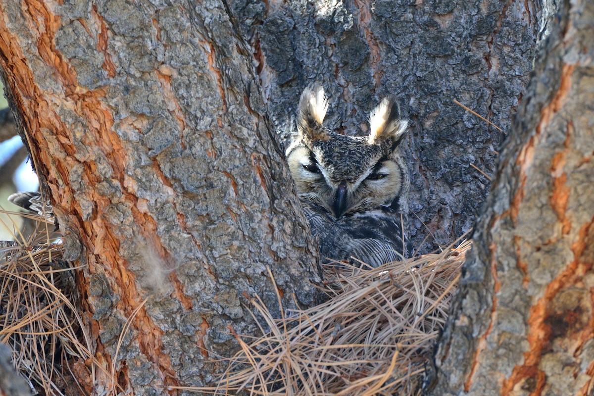 Great Horned Owl - Joe Schelling