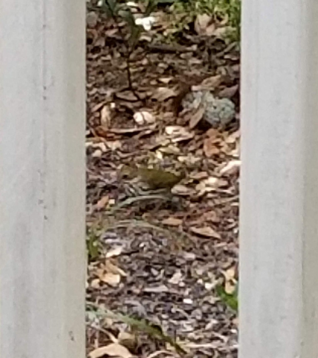 Ovenbird - ML141219731