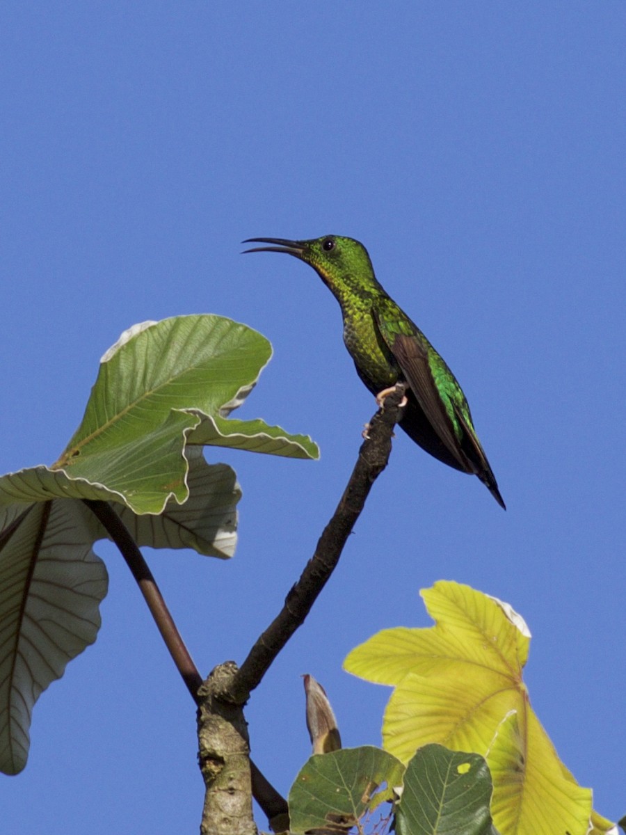 kolibřík zelenokostřečný - ML141220791