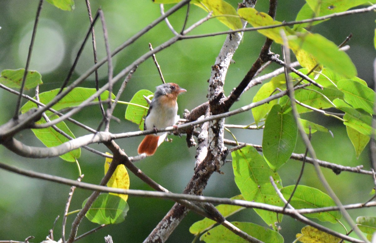 Chestnut-capped Flycatcher - Kyle Kittelberger