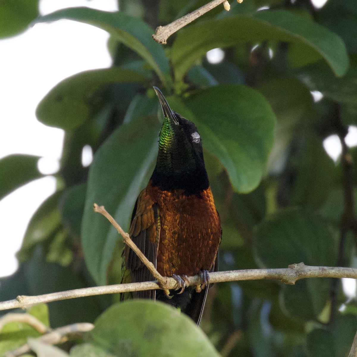 kolibřík zelenokostřečný - ML141221051