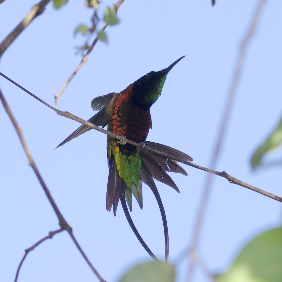 kolibřík zelenokostřečný - ML141221101