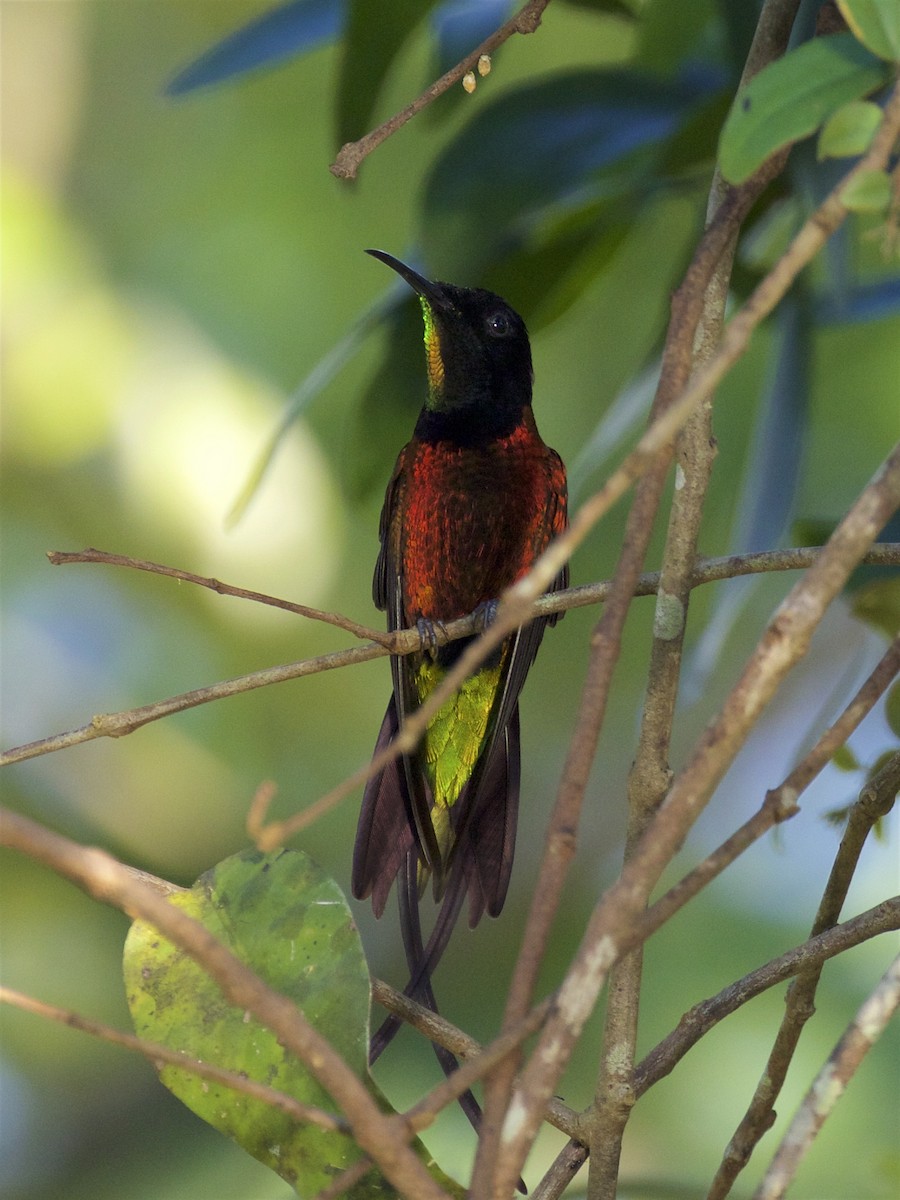 kolibřík zelenokostřečný - ML141221121