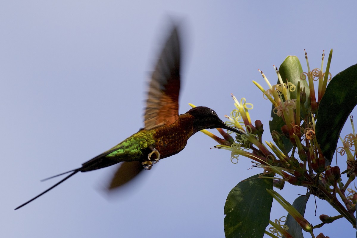 kolibřík zelenokostřečný - ML141221181
