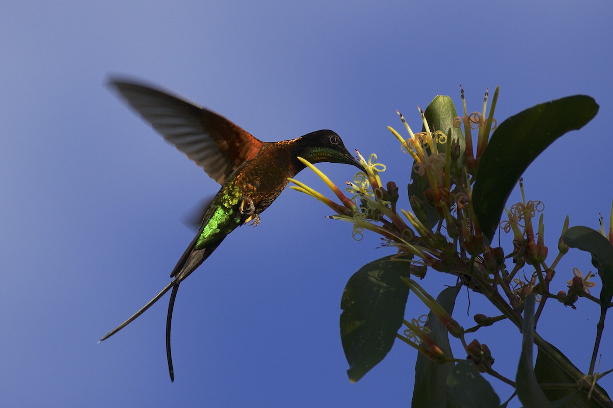 kolibřík zelenokostřečný - ML141221201