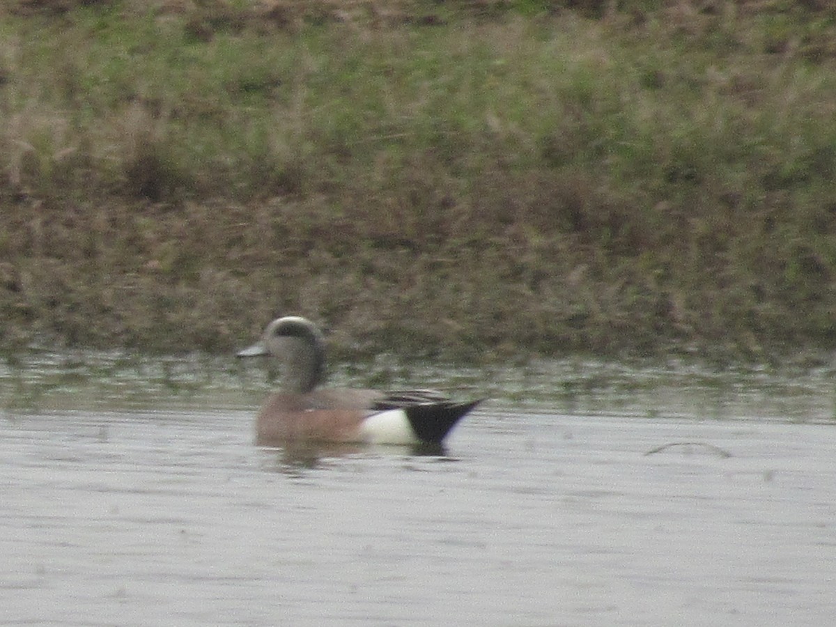 Silbón Americano - ML141222541