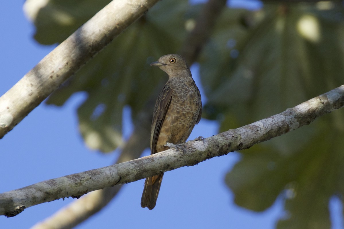 Plum-throated Cotinga - Nicole Desnoyers