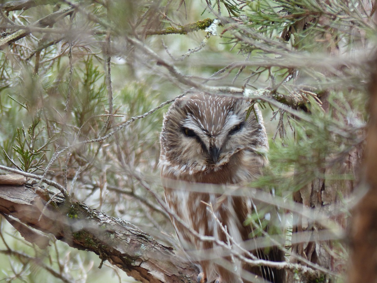 Northern Saw-whet Owl - Bob Stapperfenne