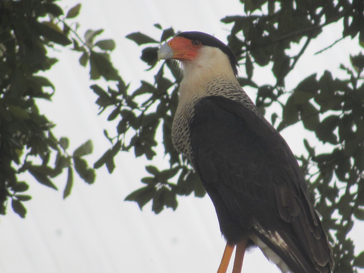 Caracara Carancho (norteño) - ML141223831