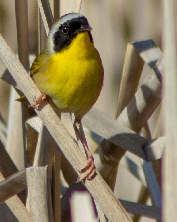 Common Yellowthroat - ML141224711