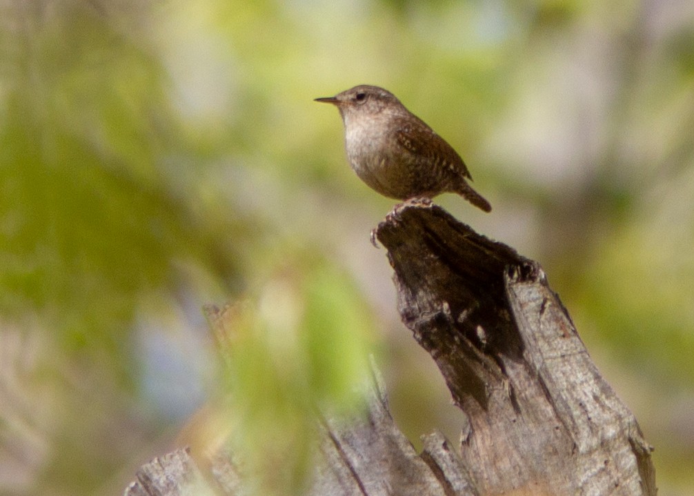 Winter Wren - ML141224831