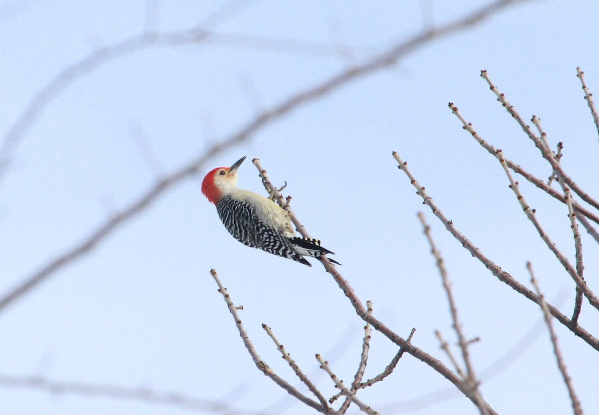 Red-bellied Woodpecker - ML141226031