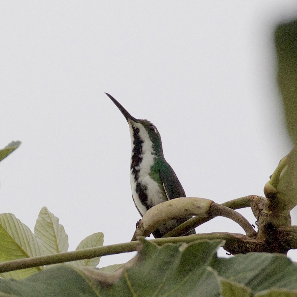 kolibřík tropický - ML141227211