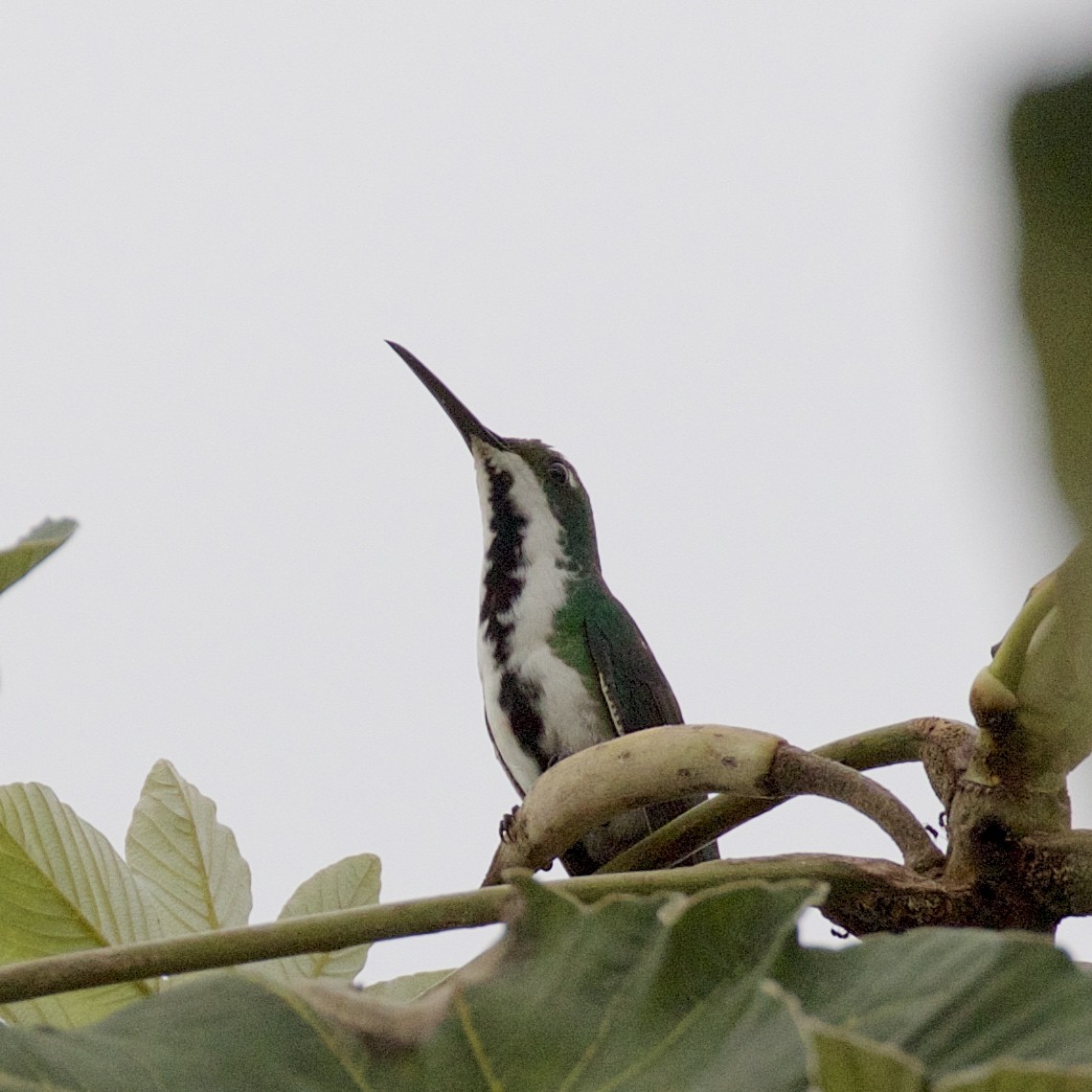 Black-throated Mango - ML141227211