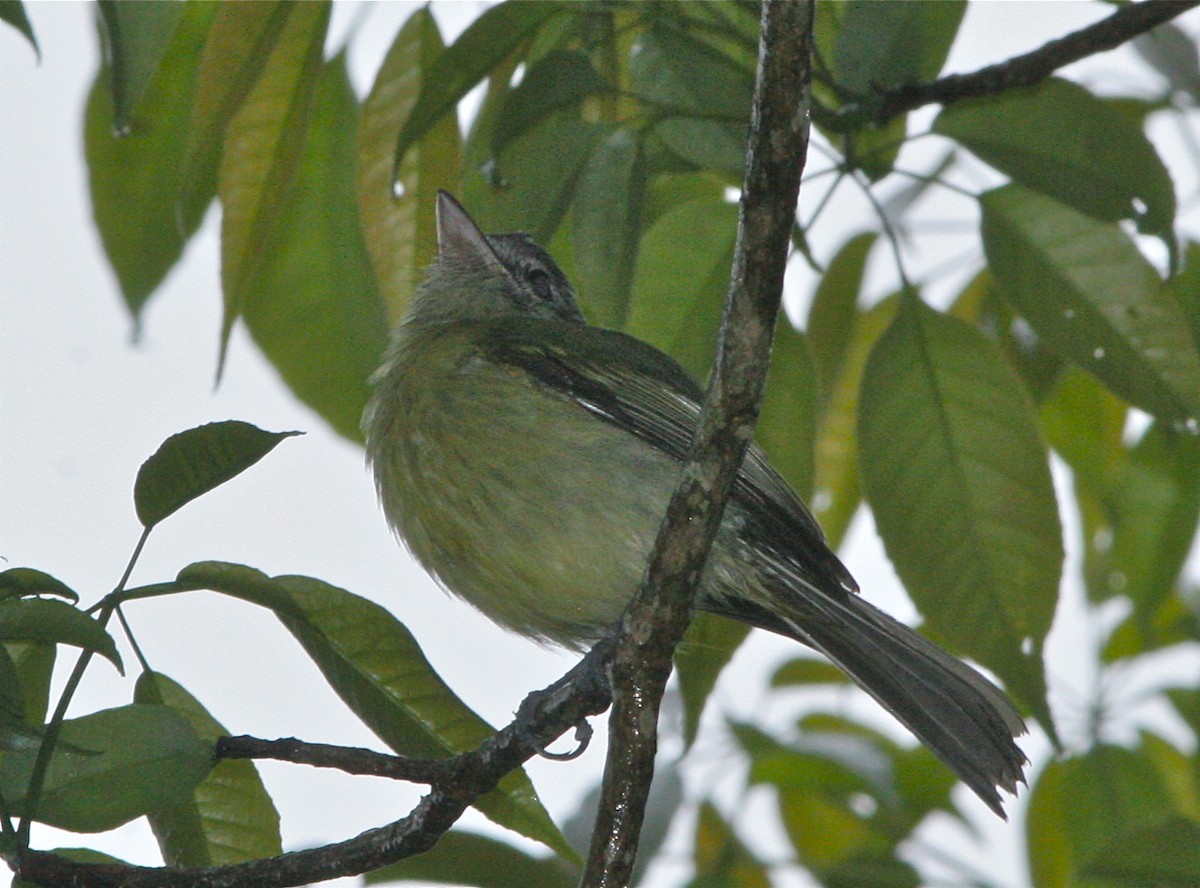 Yellow-olive Flatbill (Sooretama) - ML141228561