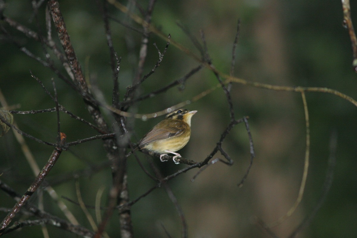 White-throated Spadebill - ML141228761