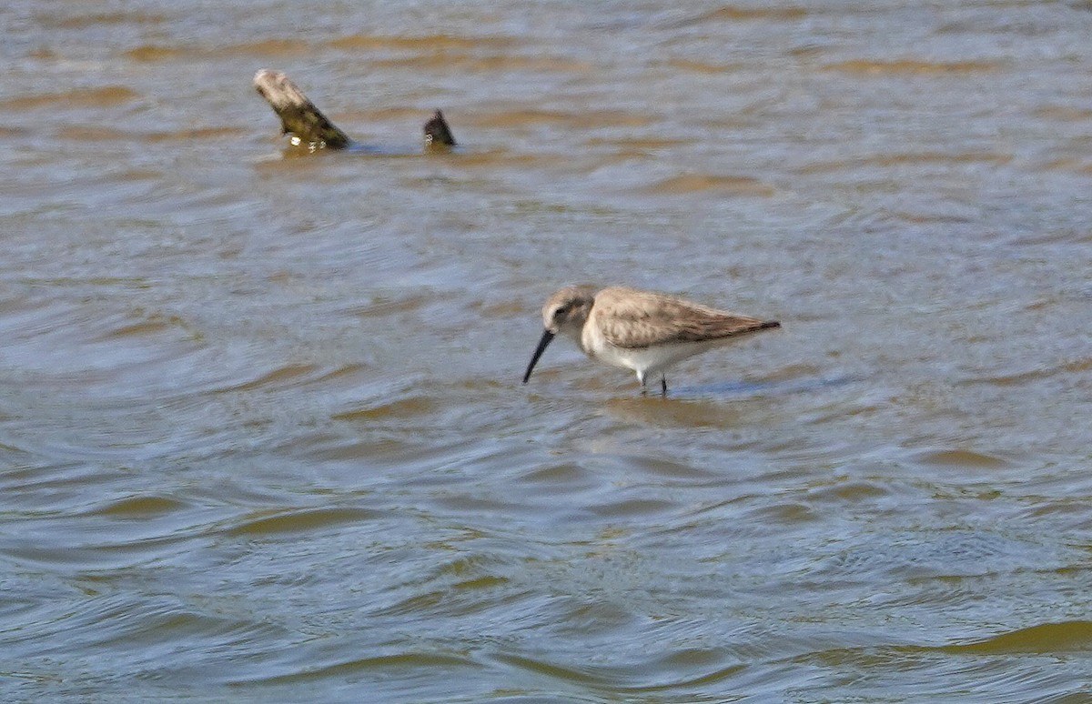 Dunlin - ML141229021