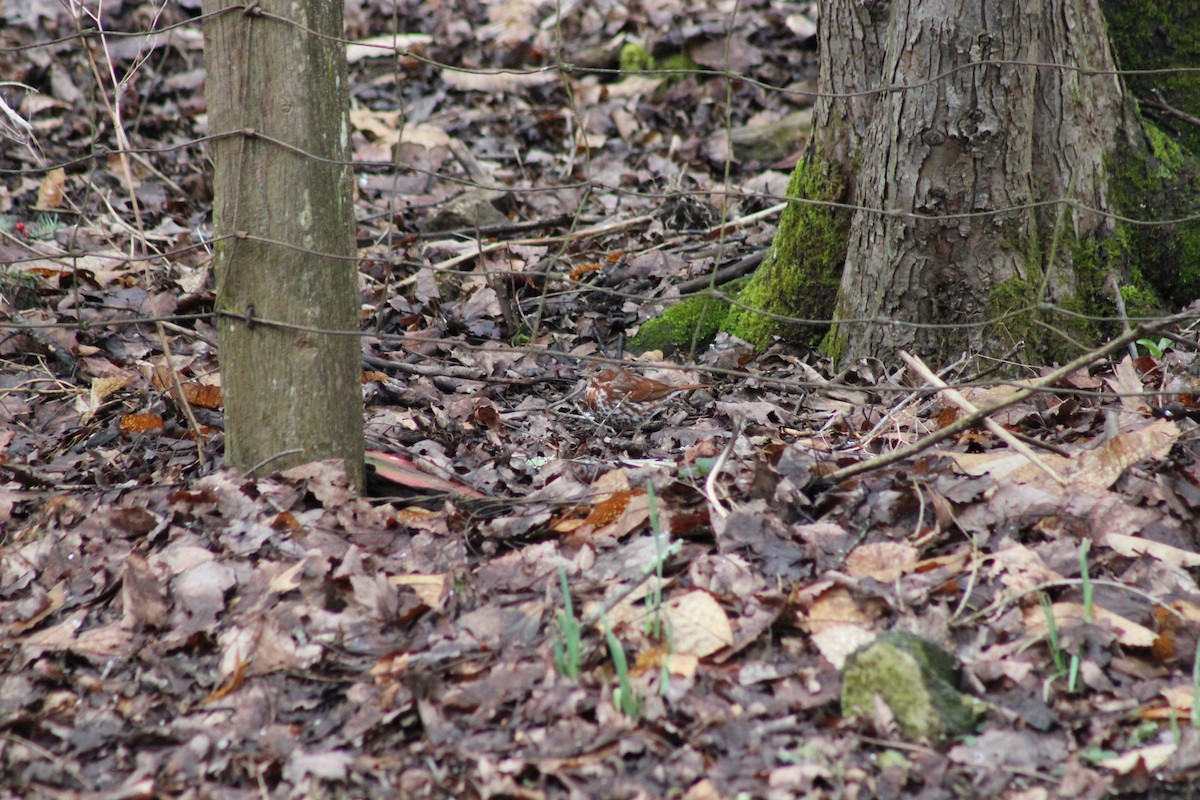 Fox Sparrow - James Pipes