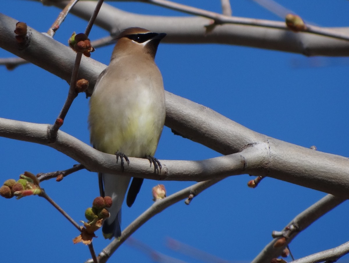 Cedar Waxwing - ML141229251