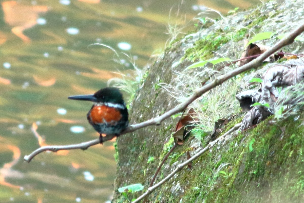 Green Kingfisher - ML141229591