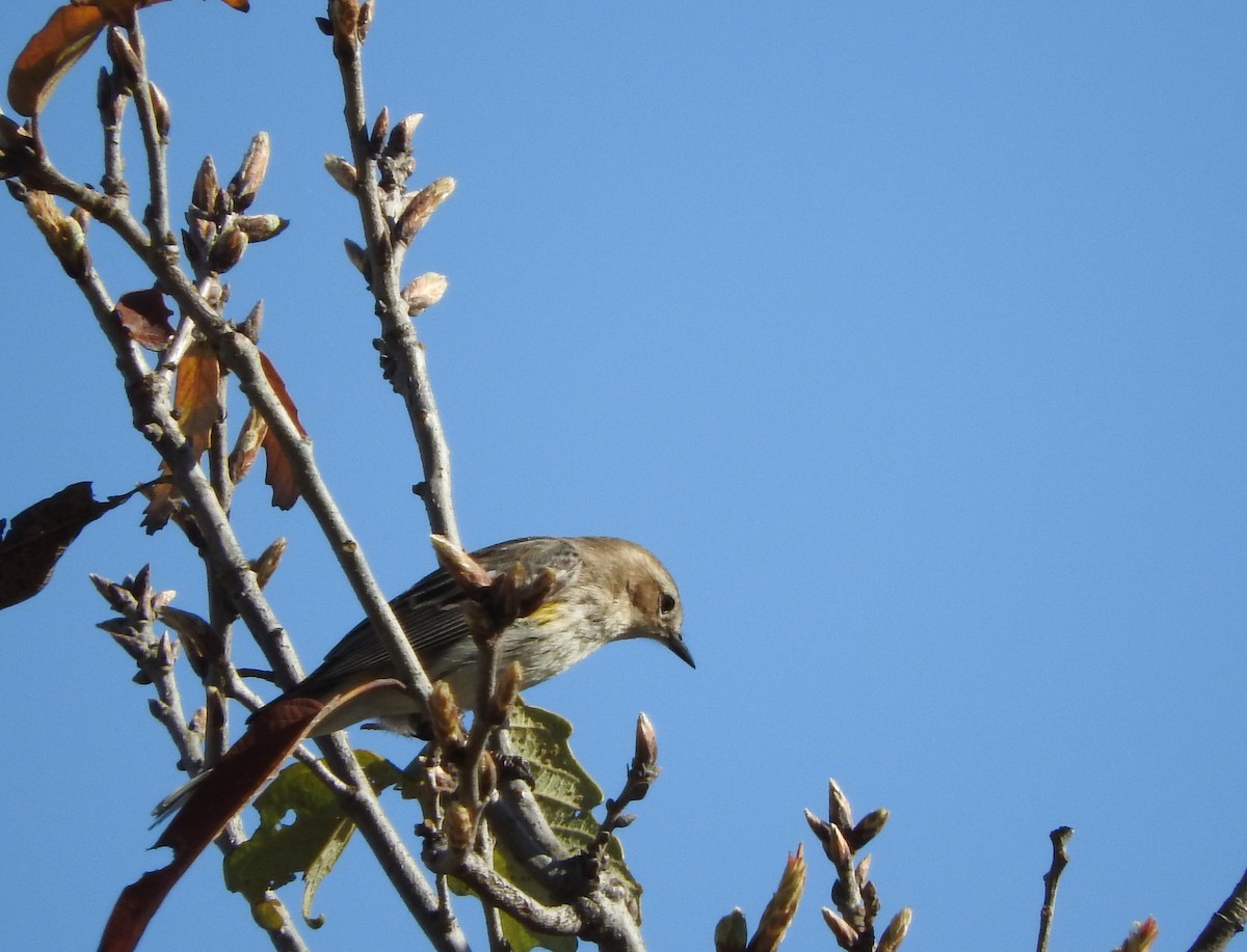 Yellow-rumped Warbler - ML141231401