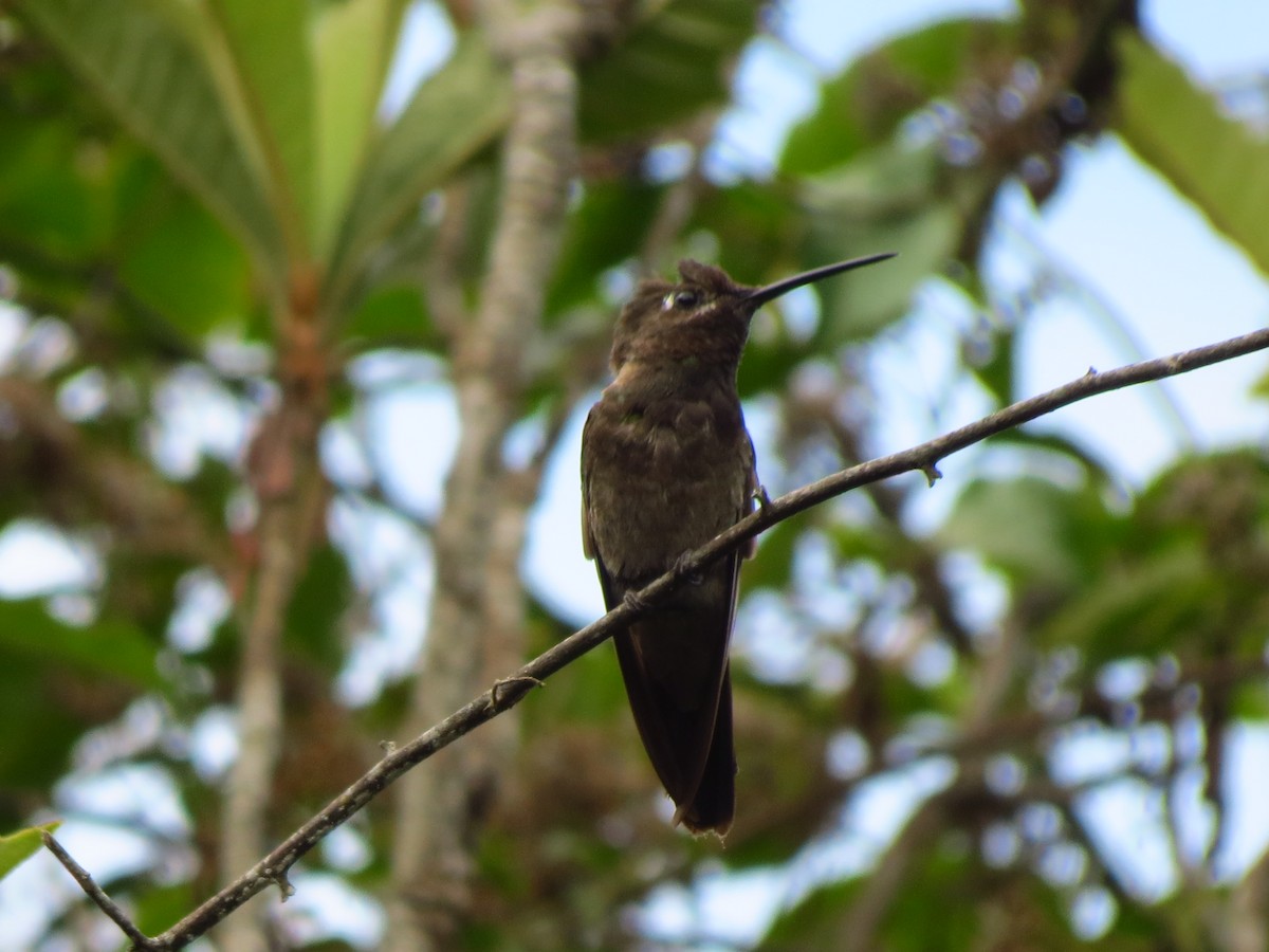 Rivoli's Hummingbird - ML141234211