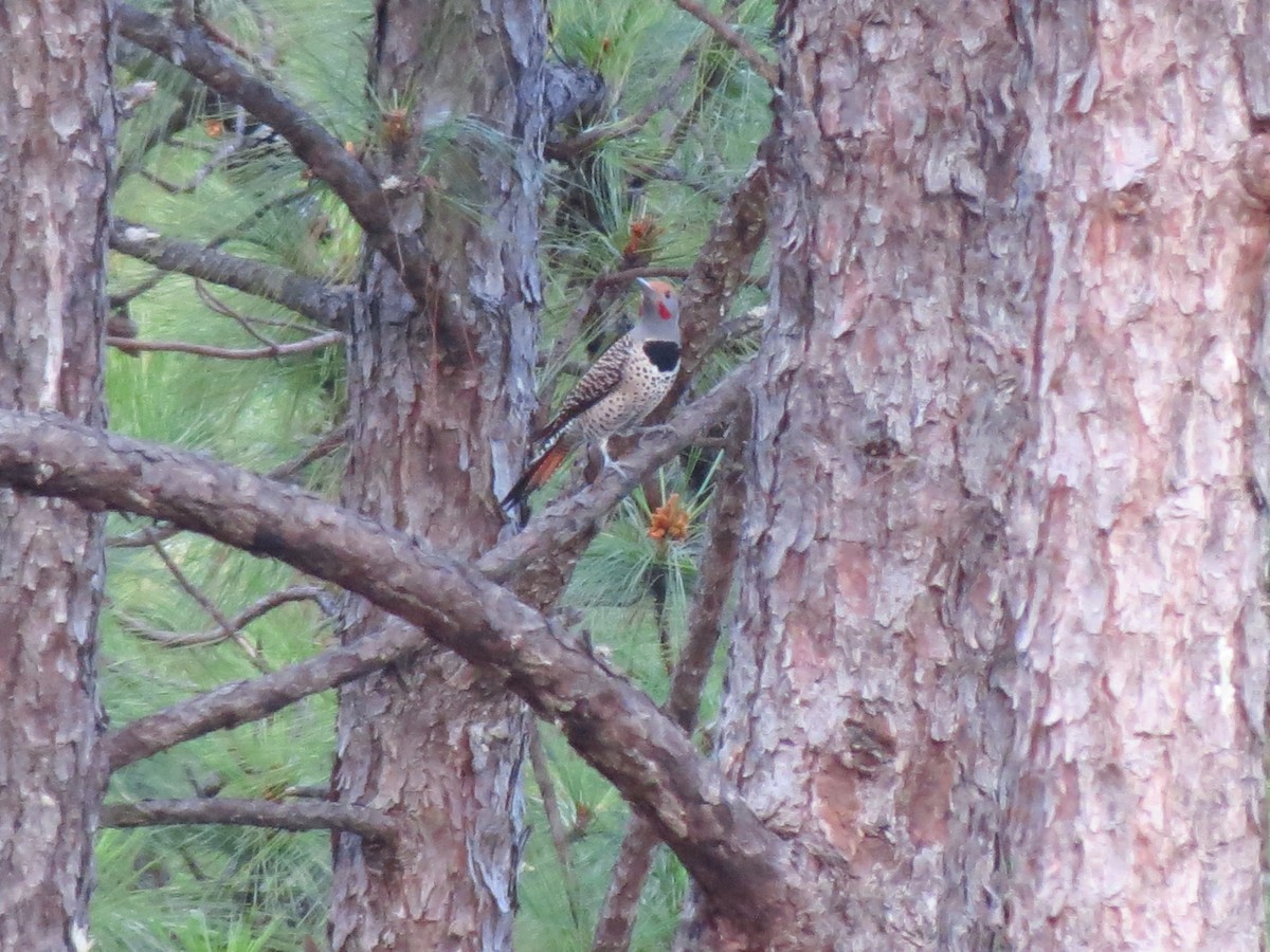 Carpintero Escapulario (mexicanoides) - ML141234541