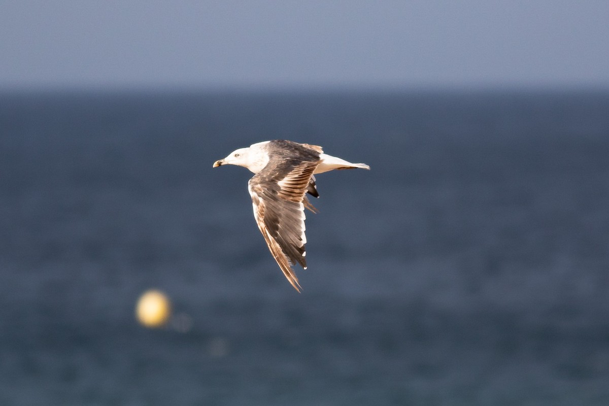 Lesser Black-backed Gull - ML141235381