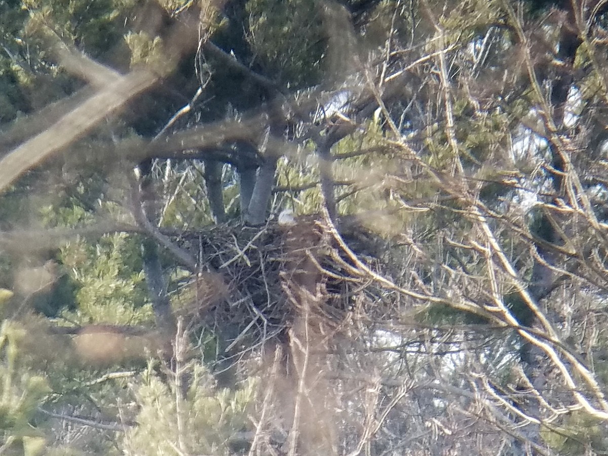 Bald Eagle - Stephen Mirick