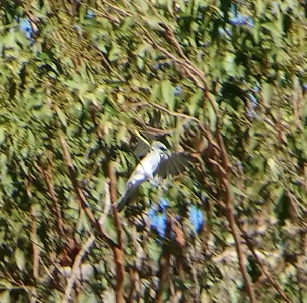 White-bellied Cuckooshrike - ML141237501