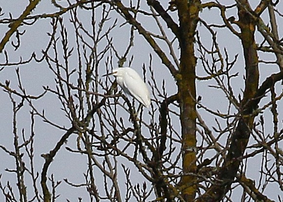 Aigrette neigeuse - ML141238141