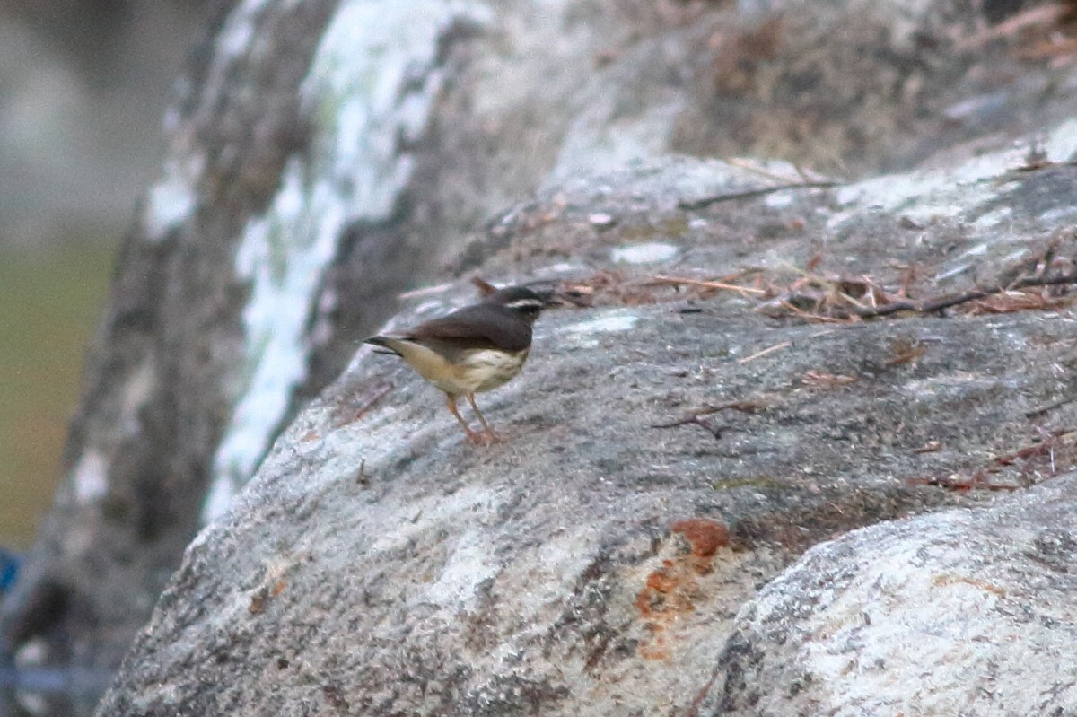 Louisiana Waterthrush - ML141238301