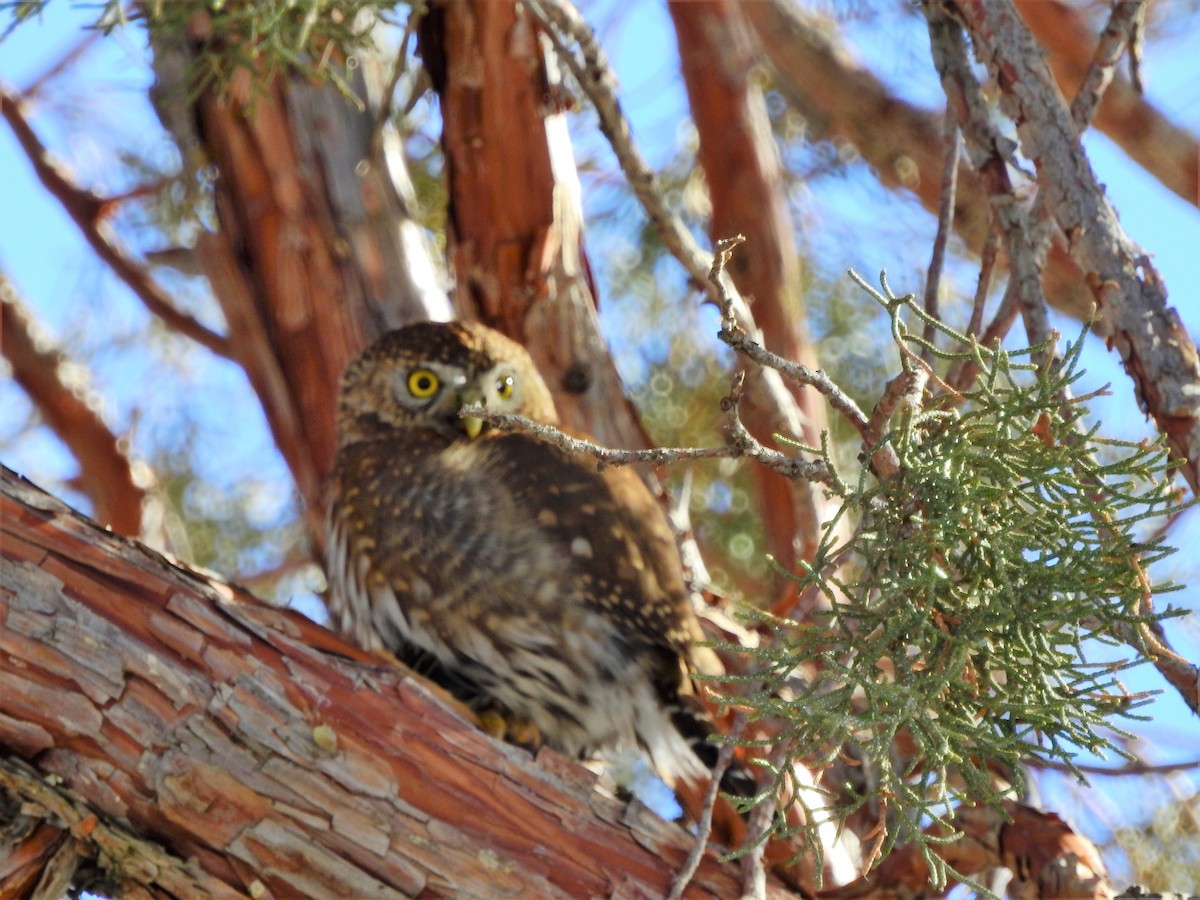 Northern Pygmy-Owl - ML141238821