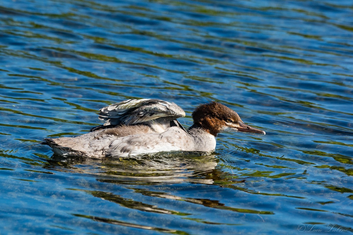 Common Merganser - Lucie Labine