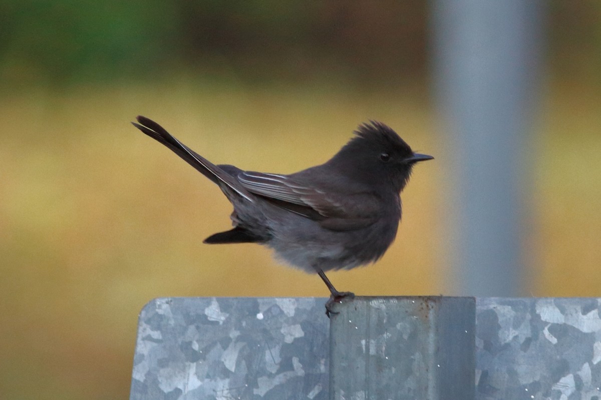 Black Phoebe - ML141240031