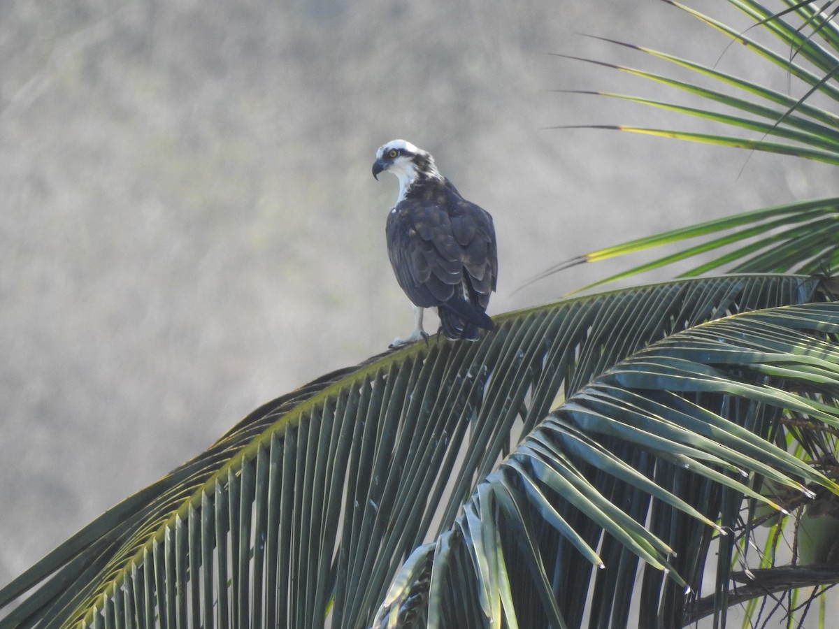 Osprey - Joana De Rivero