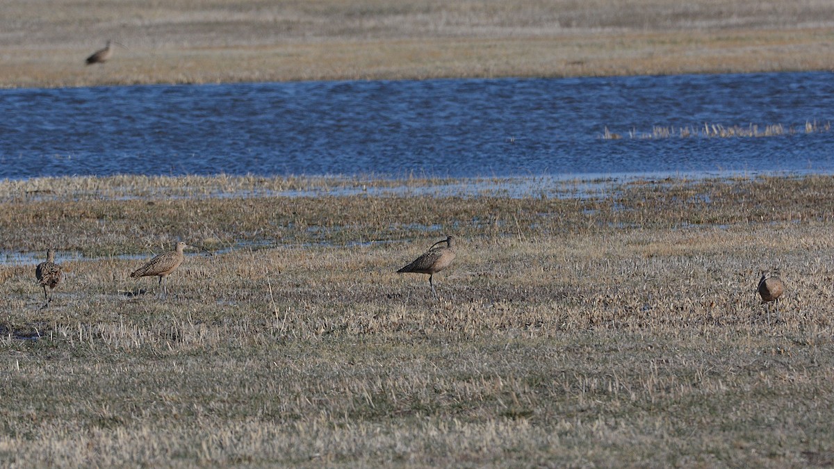Long-billed Curlew - ML141240391