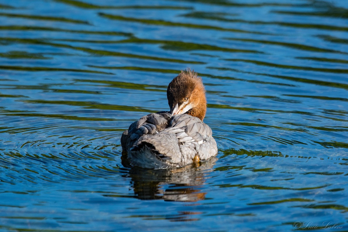 Common Merganser - Lucie Labine