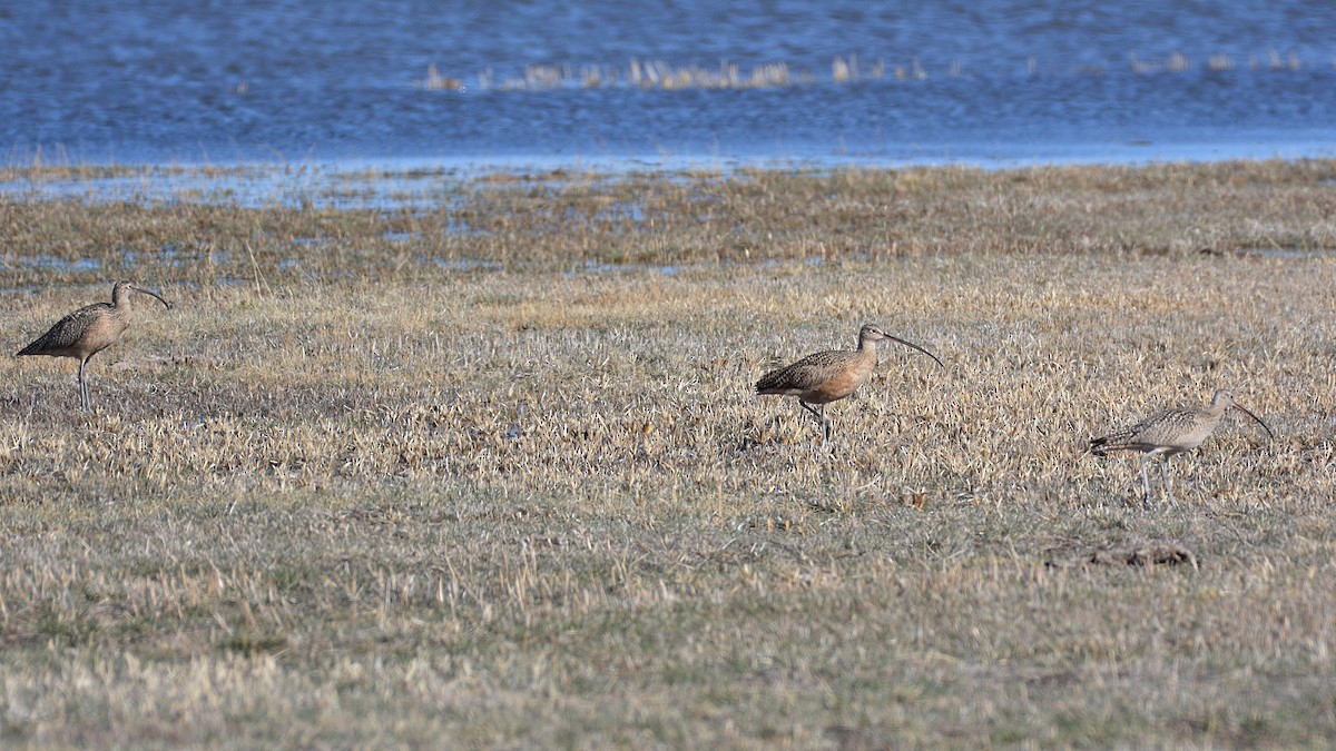 Long-billed Curlew - ML141240471