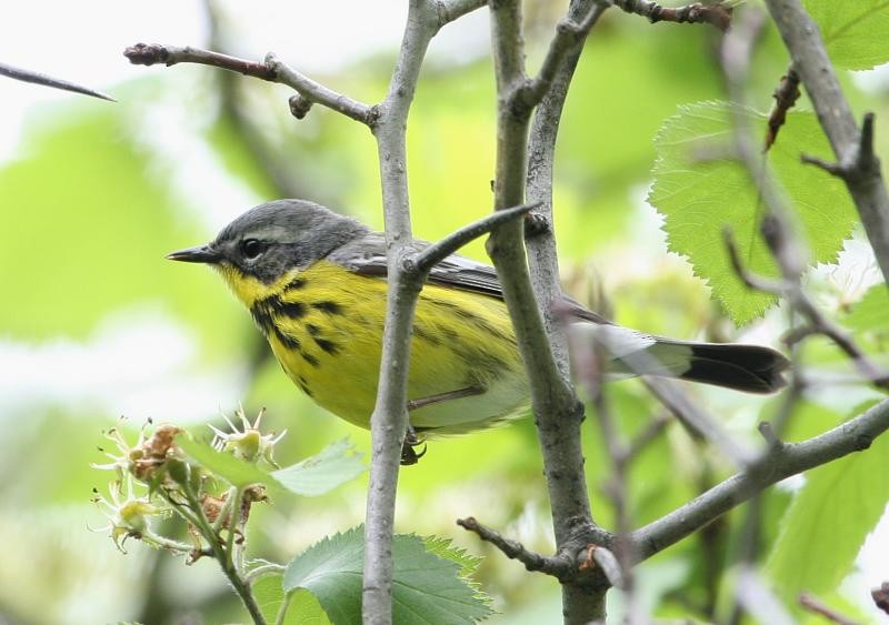 Magnolia Warbler - ML141240761