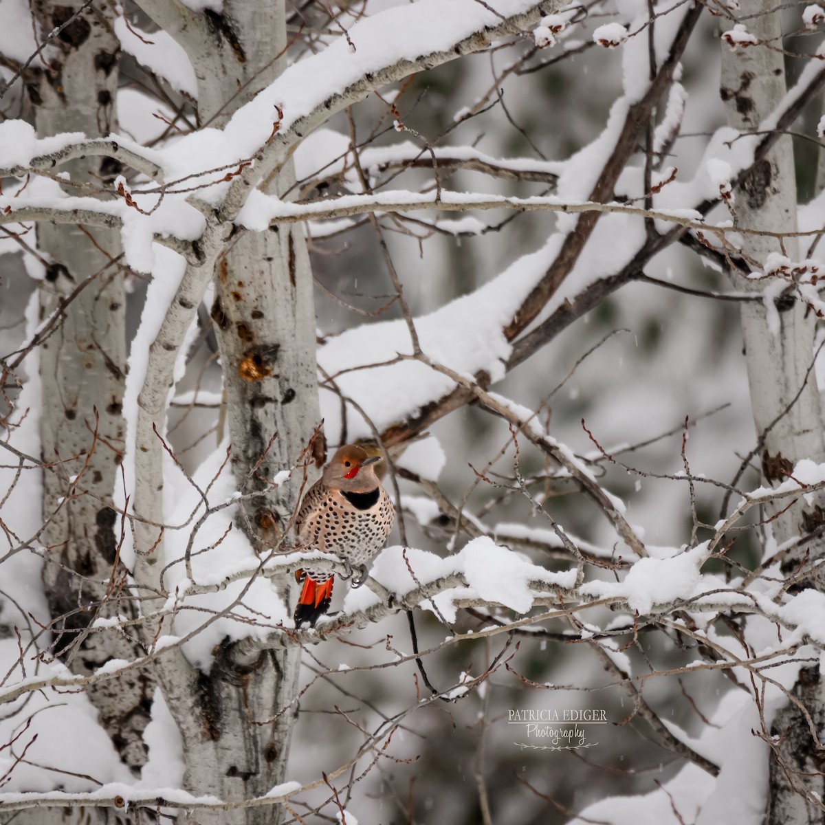 Northern Flicker - ML141241701