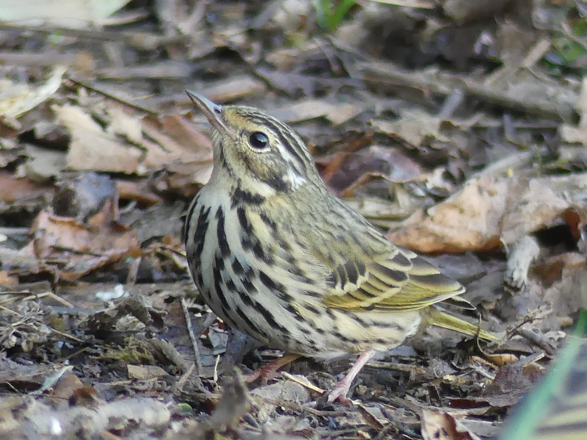 Olive-backed Pipit - Shelley Rutkin