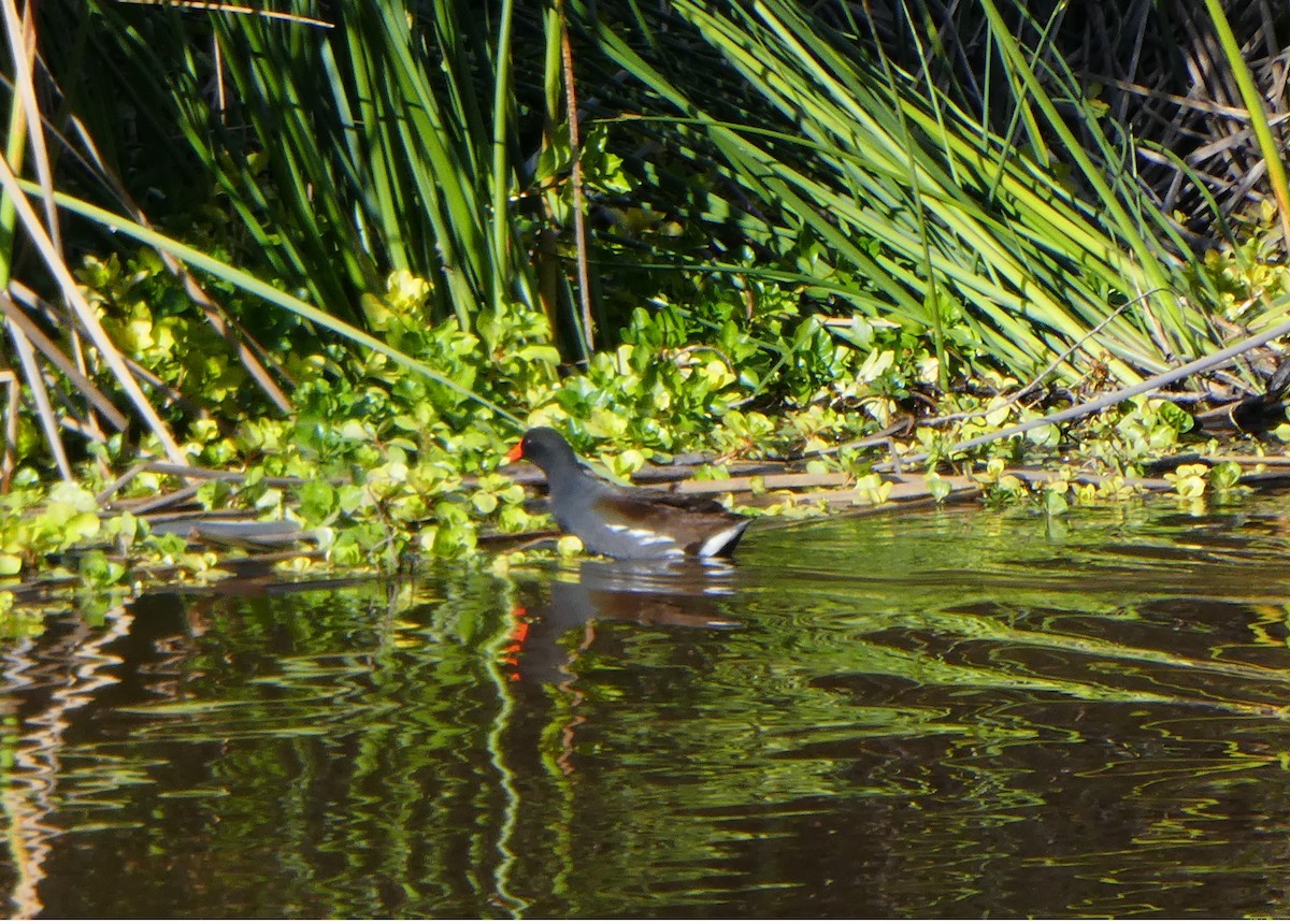 Common Gallinule - ML141247101