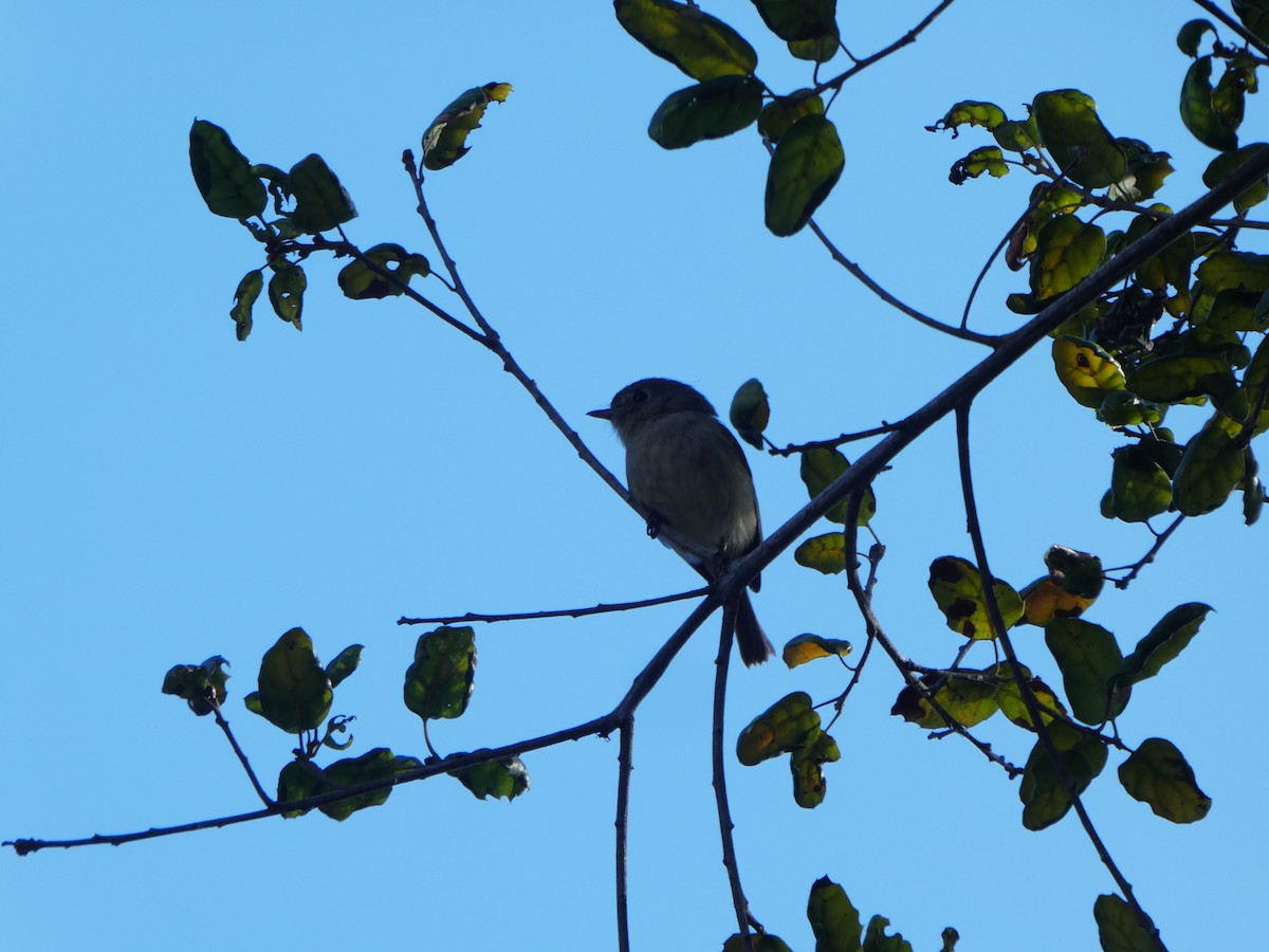 Vireo de Hutton - ML141248561