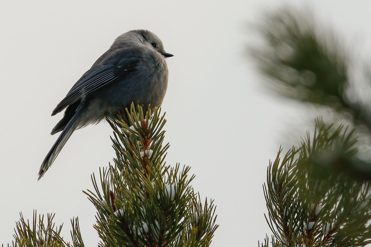 Canada Jay - Dan Ellison